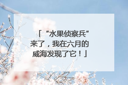 “水果侦察兵”来了，我在六月的威海发现了它！