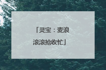 灵宝：麦浪滚滚抢收忙