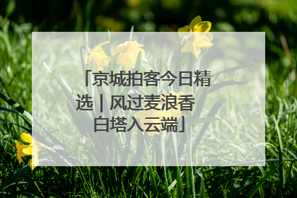 京城拍客今日精选｜风过麦浪香 白塔入云端