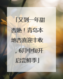 又到一年甜杏熟！青岛本地杏喜迎丰收，6月中旬开启尝鲜季