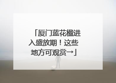 厦门蓝花楹进入盛放期！这些地方可观赏→