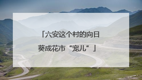 六安这个村的向日葵成花市“宠儿”