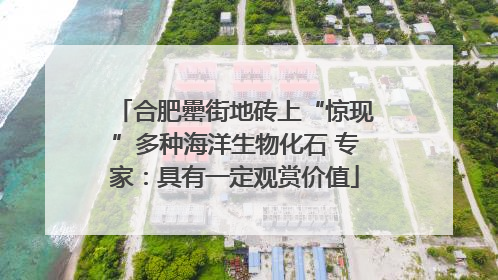 合肥罍街地砖上“惊现”多种海洋生物化石 专家：具有一定观赏价值