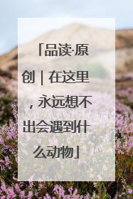 品读·原创｜在这里，永远想不出会遇到什么动物