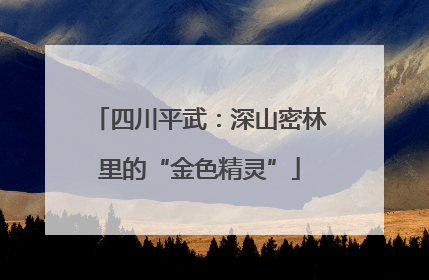 四川平武：深山密林里的“金色精灵”
