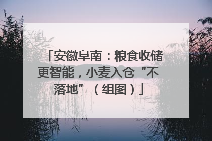 安徽阜南：粮食收储更智能，小麦入仓“不落地”（组图）