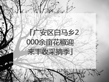 广安区白马乡2000余亩花椒迎来丰收采摘季