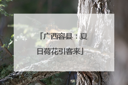 广西容县：夏日荷花引客来