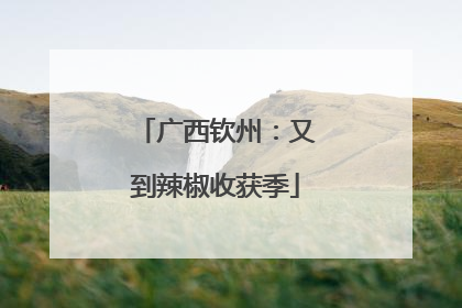 广西钦州：又到辣椒收获季