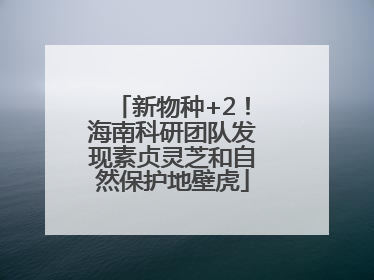 新物种+2！海南科研团队发现素贞灵芝和自然保护地壁虎