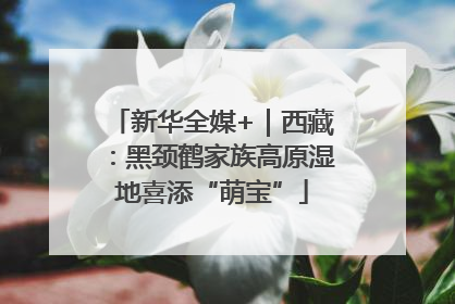 新华全媒+｜西藏：黑颈鹤家族高原湿地喜添“萌宝”
