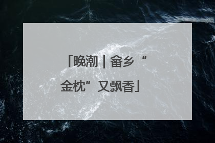 晚潮｜畲乡“金枕”又飘香