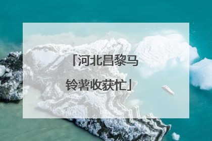 河北昌黎马铃薯收获忙