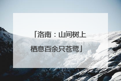 洛南：山间树上栖息百余只苍鹭