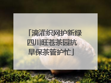 滴灌织网护新绿 四川旺苍茶园抗旱保茶管护忙