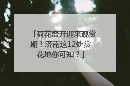 荷花盛开迎来观赏期！济南这12处赏花地你可知？