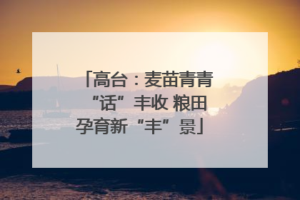 高台：麦苗青青“话”丰收 粮田孕育新“丰”景