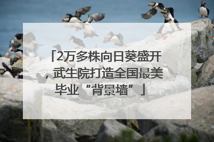 2万多株向日葵盛开，武生院打造全国最美毕业“背景墙”